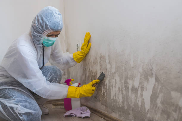 Best Black Mold Removal  in Ellport, PA