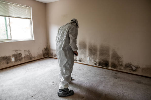 Trusted Ellport, PA Mold Removal Experts